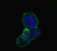 Confocal immunofluorescence analysis of methanol-fixed HEK293 cells trasfected with LCN1-hIgGFc using Lipocalin-1 Monoclonal Antibody (green), showing membrane localization