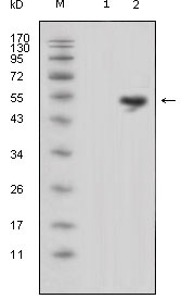 Western Blot analysis using Lipocalin-1 Monoclonal Antibody against HEK293 (1) and LCN1-hIgGFc transfected HEK293 cell lysate (2)