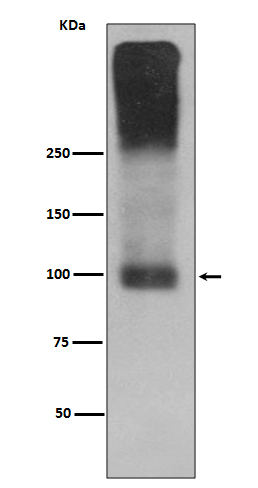 Western blot analysis of mGluR2 expression in Mouse brain lysate