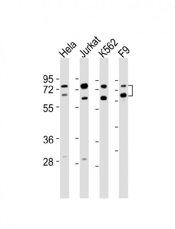 m06129 1 anti ash2l antibody center wb testing 1