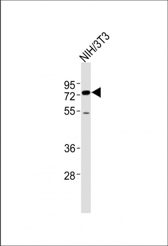 m06129 1 anti ash2l antibody center wb testing 2