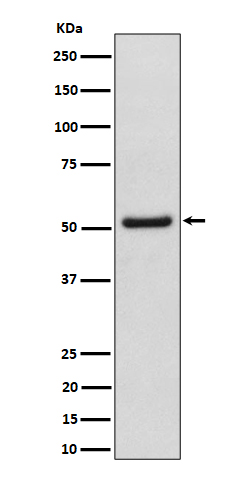 Western blot analysis of NUP50 expression in HeLa cell lysate