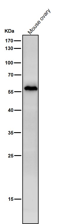 m06152 1 wb8