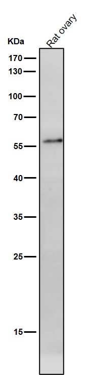 All lanes use the Antibody at 1:1K dilution for 1 hour at room temperature