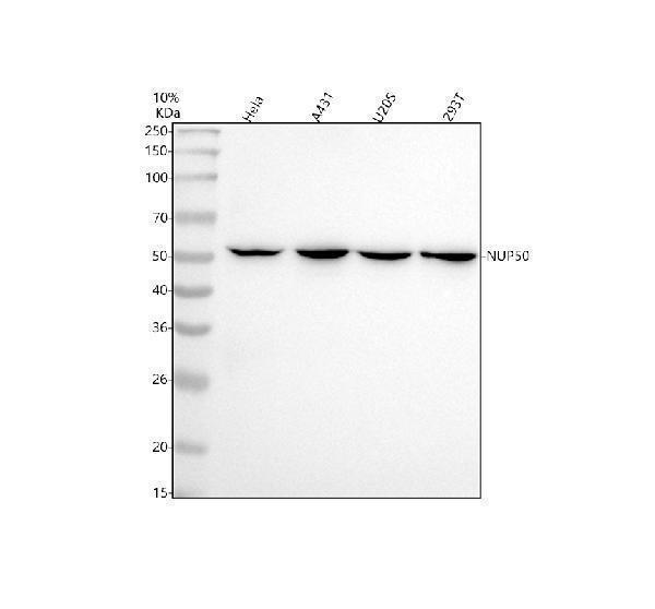  Western blot analysis of NUP50 using anti-NUP50 antibody (M06152)
