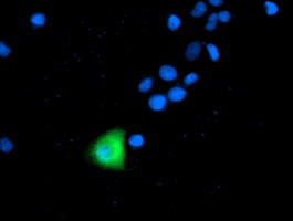 m06153 anti apc2 anapc2 mouse monoclonal antibody clone id oti1a6 if testing 9