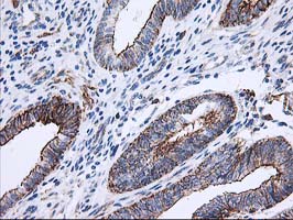 m06153 anti apc2 anapc2 mouse monoclonal antibody clone id oti1a6 ihc testing 4