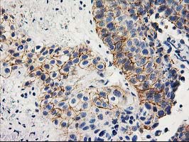 m06153 anti apc2 anapc2 mouse monoclonal antibody clone id oti1a6 ihc testing 5