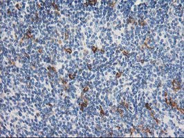 m06153 anti apc2 anapc2 mouse monoclonal antibody clone id oti1a6 ihc testing 6