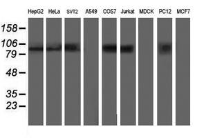 Western blot analysis of extracts (35ug) from 9 different cell lines by using anti-ANAPC2 monoclonal antibody