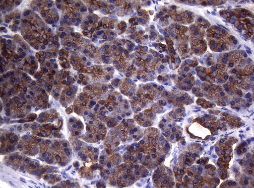 m06159 anti sync mouse monoclonal antibody clone id oti5b8 ihc testing 2