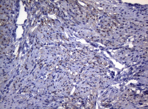 m06159 anti sync mouse monoclonal antibody clone id oti5b8 ihc testing 4