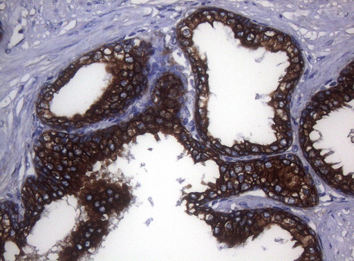 m06159 anti sync mouse monoclonal antibody clone id oti5b8 ihc testing 5