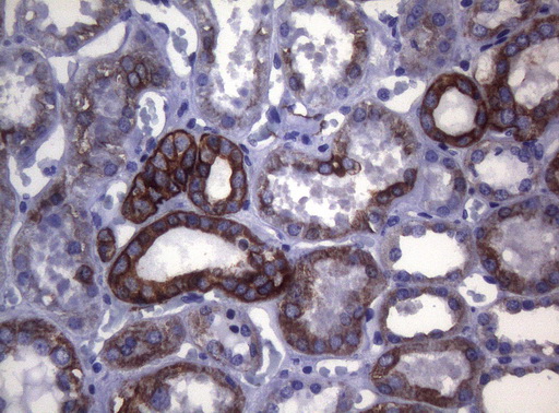 m06159 anti sync mouse monoclonal antibody clone id oti5b8 ihc testing 8
