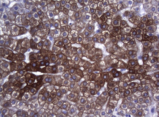 m06159 anti sync mouse monoclonal antibody clone id oti5b8 ihc testing 9