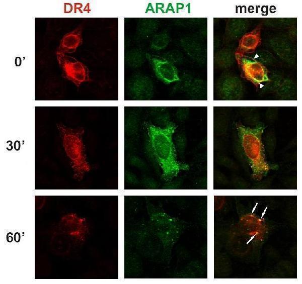 Immunocytochemistry detection of colocalization of ARAP1 with DR4 at the plasma membrane and in early endosomes