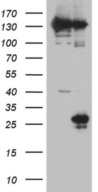 m06168 anti cd160 mouse monoclonal antibody clone id oti3f8 wb testing 1