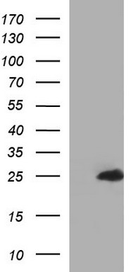 m06187 anti gltp mouse monoclonal antibody clone id oti2a10 wb testing 1