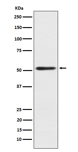 Western blot analysis of SRP54 expression in 293T cell lysate