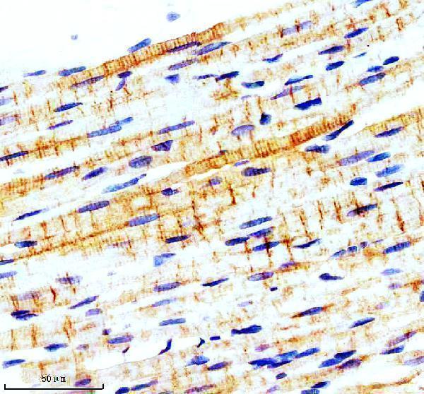 IHC analysis of WIPI1 using anti-WIPI1 antibody (M06206-2)