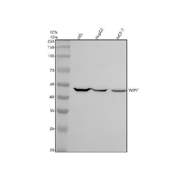 Western blot analysis of WIPI1 using anti-WIPI1 antibody (M06206-2)