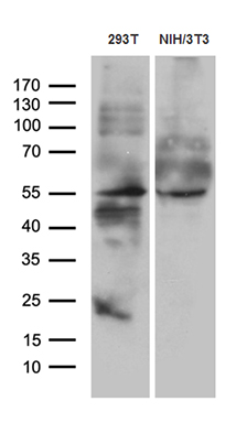 Western blot analysis of extracts (35ug) from 2 different cell lines by using anti-WIPI1 monoclonal antibody (1:500)
