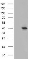 m06208 anti slc30a3 mouse monoclonal antibody clone id oti2h6 wb testing 1