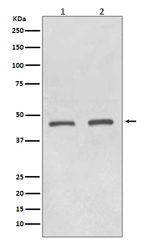 Western blot analysis of HDAC11 expression in (1) Jurkat cell lysate;(2) MCF7 cell lysate
