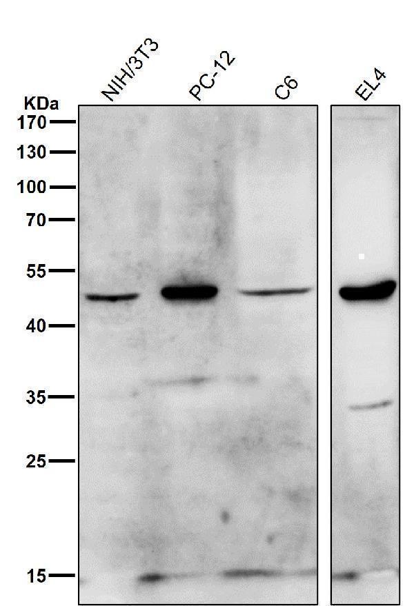 All lanes use the Antibody at 1:2K dilution for 1 hour at room temperature