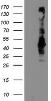 m06211 anti sec14 like protein 2 sec14l2 mouse monoclonal antibody clone id oti4h2 wb testing 1