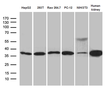 Western blot analysis of extracts (35ug) from 5 cell lines and human kidney tissue lysate by using anti-STX3 monoclonal antibody (1:500)