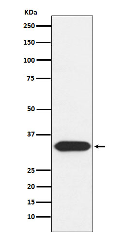 Western blot analysis of Syntaxin 3 expression in HepG2 cell lysate.