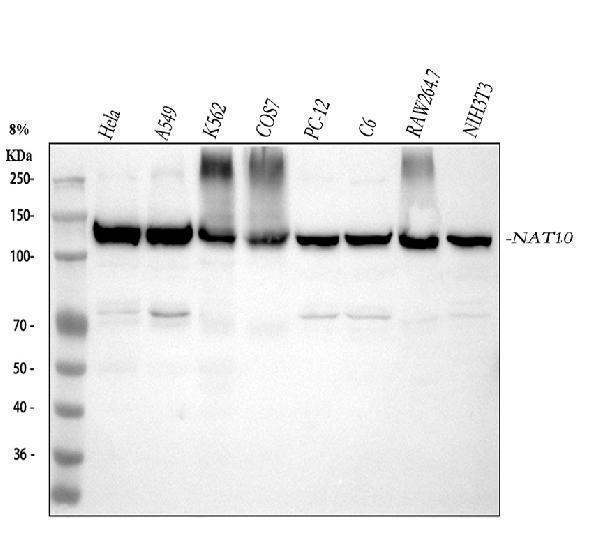 m06226 nat10 primary antibodies wb testing 1_1