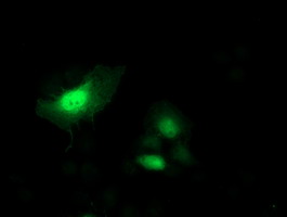 m06232 1 anti sh2d2a mouse monoclonal antibody clone id oti3c7 if testing 6