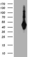 m06232 1 anti sh2d2a mouse monoclonal antibody clone id oti3c7 wb testing 1