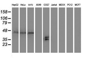 m06232 1 anti sh2d2a mouse monoclonal antibody clone id oti3c7 wb testing 3