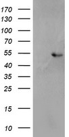 m06232 anti sh2d2a mouse monoclonal antibody clone id oti4f3 wb testing 1
