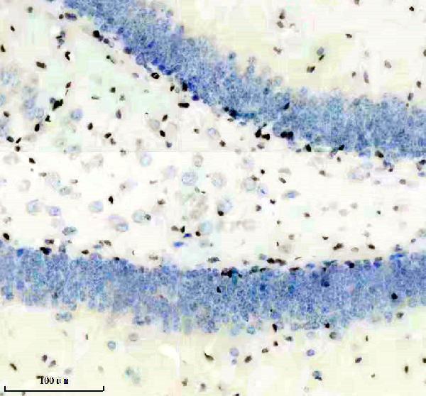 m06243 histone h1 2 primary antibodies ihc testing 4