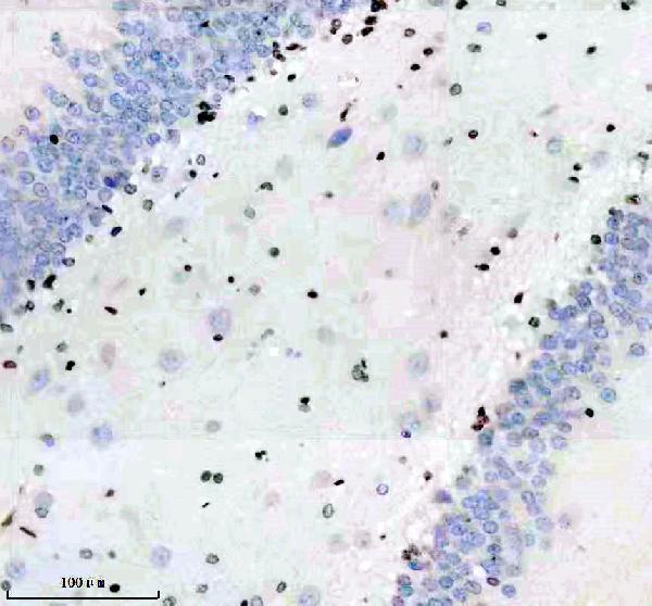 m06243 histone h1 2 primary antibodies ihc testing 6