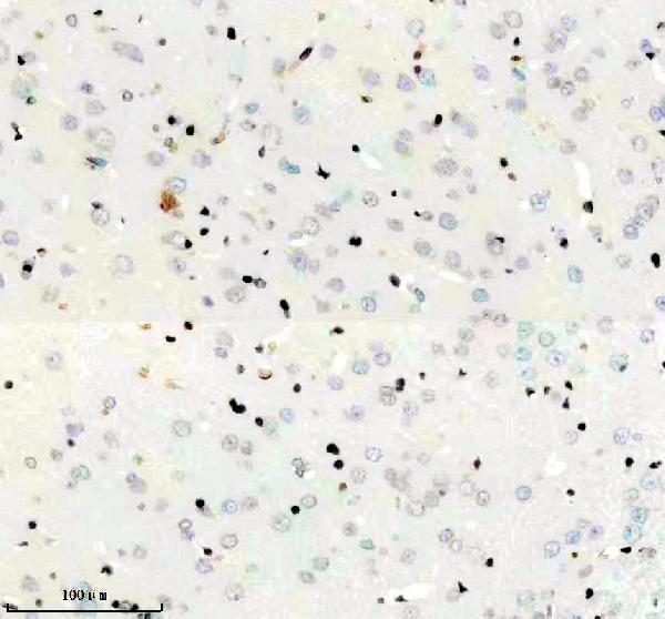 m06243 histone h1 2 primary antibodies ihc testing 7
