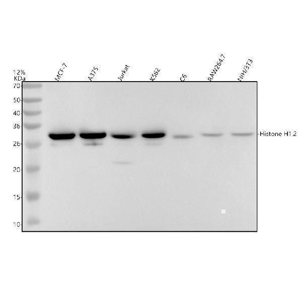 m06243 histone h1 2 primary antibodies wb testing 1