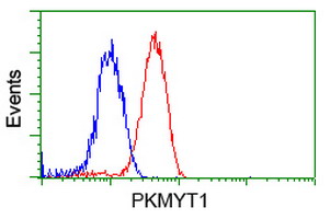 m06247 anti pkmyt1 mouse monoclonal antibody clone id oti5e1 flow cytometry testing 13