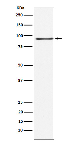 Western blot analysis of RANBP3 expression in 293 cell lysate