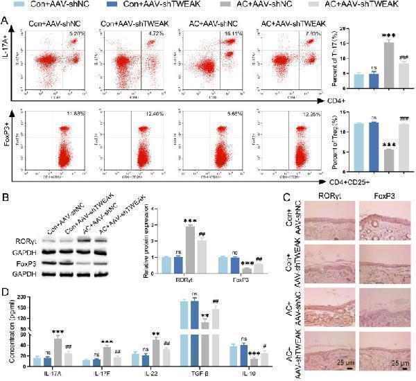 TWEAK regulated the Th17/Treg cell ratio in AC mice