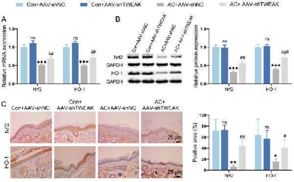 m06261 10020_2024_1004_fig4_html