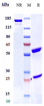 Anti-TNFRSF12A/TWEAKR/CD266 Reference Antibody (enavatuzumab) on SDS-PAGE under reducing (R) condition