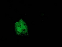 Anti-CNDP1 mouse monoclonal antibody (M06263-1) immunofluorescent staining of COS7 cells transiently transfected by pCMV6-ENTRY CNDP1