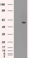 HEK293T cells were transfected with the pCMV6-ENTRY control (Left lane) or pCMV6-ENTRY CNDP1 (Right lane) cDNA for 48 hrs and lysed