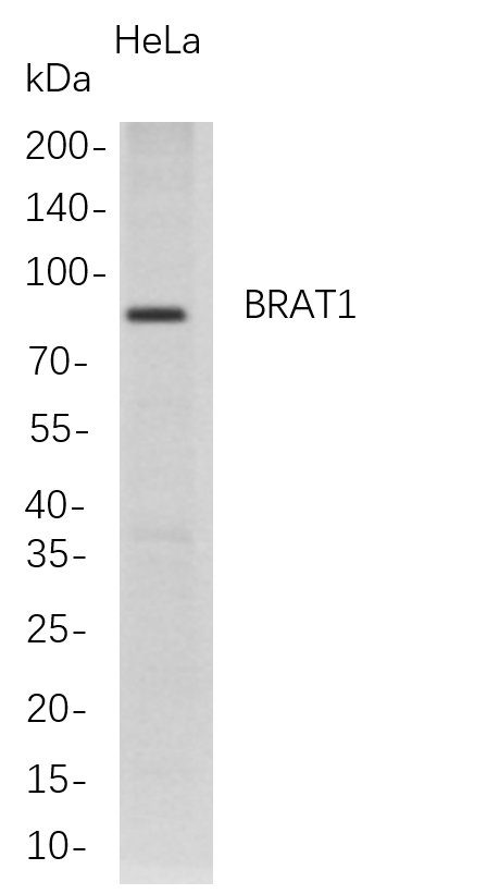 m06265 1 brat1 primary antibodies wb testing 1