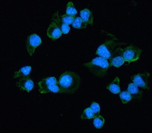 ICC/IF analysis of Renalase using anti-Renalase antibody (M06291)